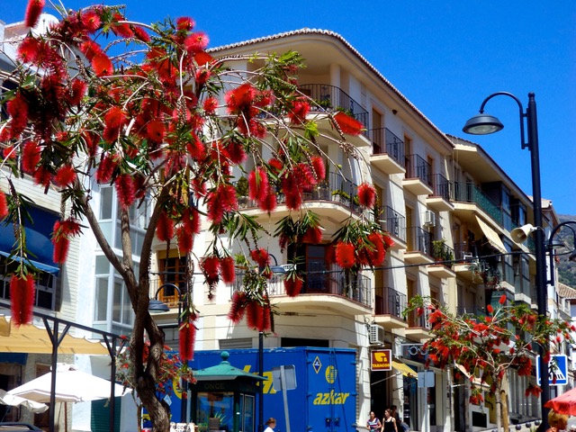 Flowering street in Órgiva. Photo © Karethe Linaae